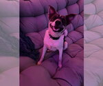 Small #3 Jack Russell Terrier Mix