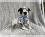 Small Photo #1 Australian Cattle Dog Puppy For Sale in LAKELAND, FL, USA