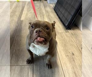 Medium Bulldog Mix