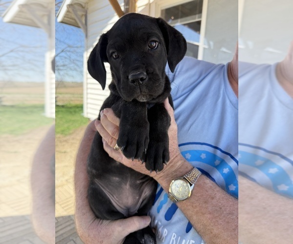 Medium Photo #2 Cane Corso Puppy For Sale in STUART, IA, USA