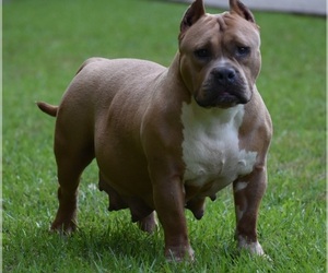 Mother of the American Bully puppies born on 06/13/2022