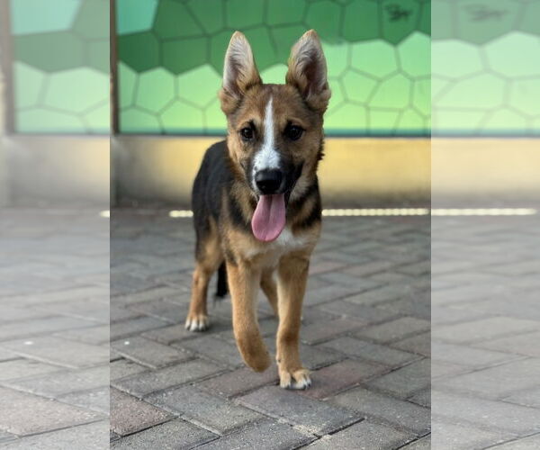 Medium Photo #12 Australian Shepherd-German Shepherd Dog Mix Puppy For Sale in PIPE CREEK, TX, USA