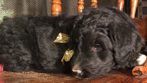 Medium Photo #7 Aussiedoodle Puppy For Sale in ARBA, IN, USA