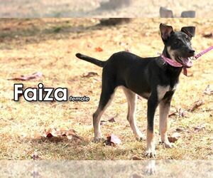 Faiza from Taiwan - Female Mutt Dog for Adoption - Photo #5
