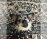 Small #5 Great Pyrenees Mix