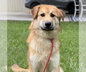 Great Pyrenees Dogs for adoption in Yardley, PA, USA