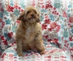 Small Photo #6 Cockapoo Puppy For Sale in LAKELAND, FL, USA