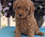 Small Photo #14 Poodle (Toy) Puppy For Sale in GOSHEN, IN, USA