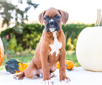 Small Photo #58 Boxer Puppy For Sale in WAKARUSA, IN, USA