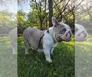 Mother of the English Bulldog puppies born on 04/14/2025