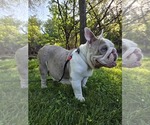 Small Photo #1 English Bulldog Puppy For Sale in SACRAMENTO, CA, USA