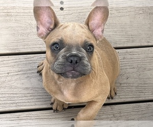 French Bulldog Puppy for sale in SEBRING, FL, USA