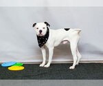 Small American Bulldog Mix