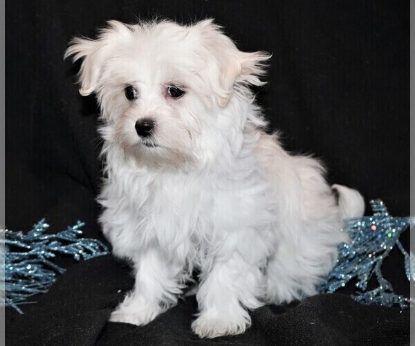 Medium Photo #2 Maltese Puppy For Sale in ROCK VALLEY, IA, USA