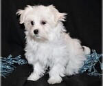 Small Photo #2 Maltese Puppy For Sale in ROCK VALLEY, IA, USA