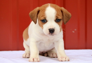 Jack-A-Bee Puppy for sale in MOUNT JOY, PA, USA