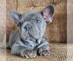 Small #1 French Bulldog
