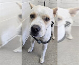 Mutt Dogs for adoption in San Bernardino, CA, USA