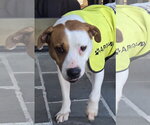Small #4 American Staffordshire Terrier Mix