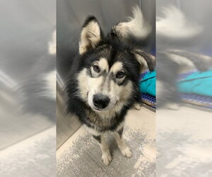 Alaskan Malamute-Unknown Mix Dogs for adoption in Fairbanks, AK, USA