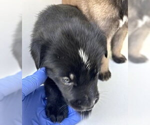 A661731 - Female Labrador Retriever-Unknown Mix Dog for Adoption - Photo #2