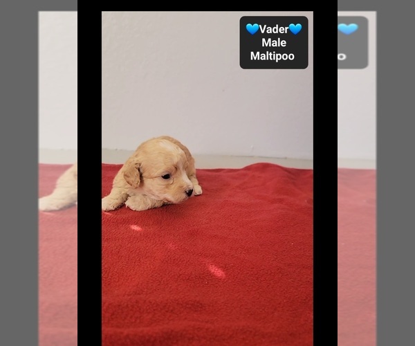 Medium Photo #2 Maltipoo (Toy) Puppy For Sale in TUCSON, AZ, USA