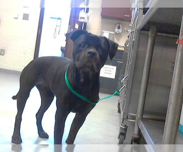 Medium Photo #1 American Pit Bull Terrier Puppy For Sale in Fayetteville, NC, USA