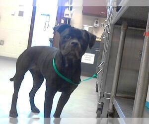 American Pit Bull Terrier Dogs for adoption in Fayetteville, NC, USA