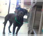 Small American Pit Bull Terrier