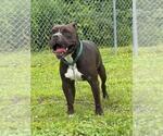 Small #5 American Bulldog Mix