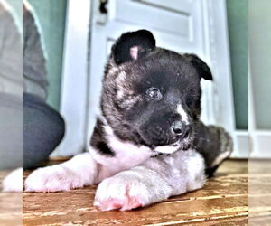 Akita Dogs for adoption in Rutherfordton, NC, USA