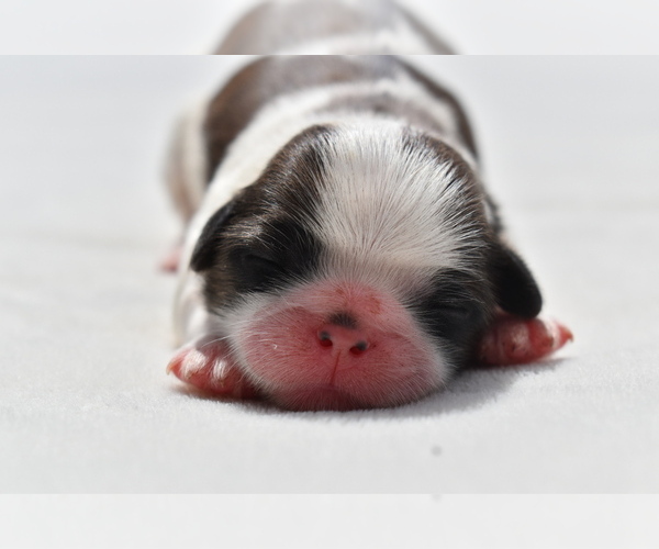 Medium Photo #3 Shih Tzu Puppy For Sale in PALM COAST, FL, USA