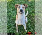 Small Labrador Retriever Mix