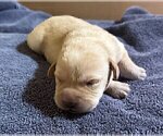 Small Photo #149 Labrador Retriever Puppy For Sale in HIGH POINT, NC, USA