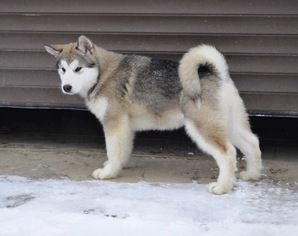 Alaskan Malamute Puppy for sale in BROOKLYN, NY, USA