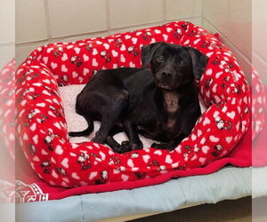 Mutt Dogs for adoption in Derwood, MD, USA