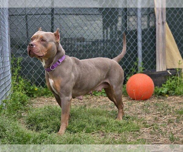 Medium Photo #4 American Pit Bull Terrier Puppy For Sale in Evansville, IN, USA