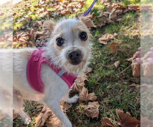 Mutt Dogs for adoption in Alameda, CA, USA