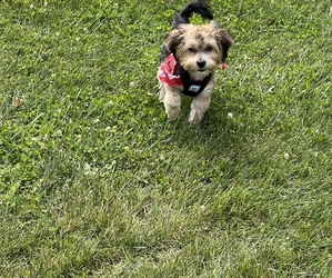 Shorkie Tzu Puppy for sale in FLORISSANT, MO, USA