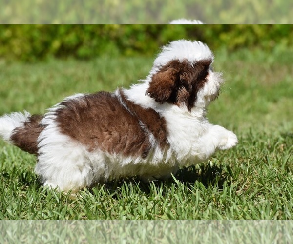 Medium Photo #3 Shih Tzu Puppy For Sale in PALM COAST, FL, USA