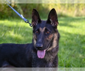 Mother of the German Shepherd Dog puppies born on 06/19/2025