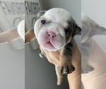 Small Photo #11 English Bulldog Puppy For Sale in MURRIETA, CA, USA
