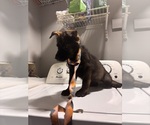 Small #2 German Shepherd Dog