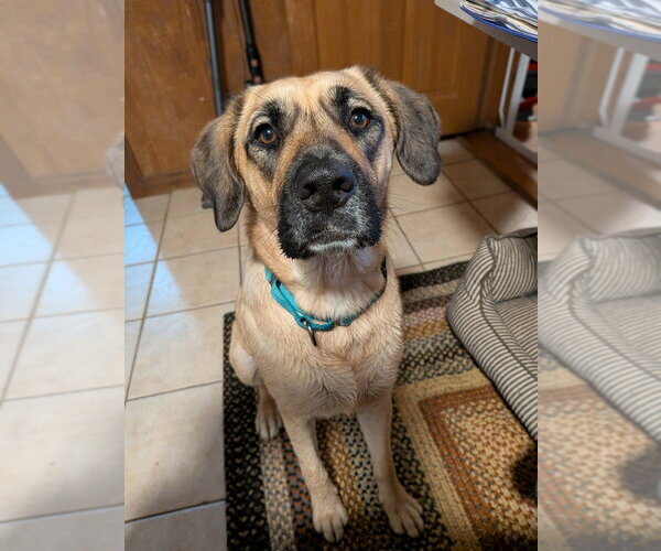 Medium Photo #24 Mastiff-Unknown Mix Puppy For Sale in Vail, AZ, USA