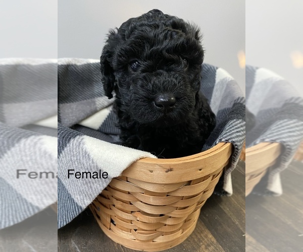 Medium Photo #2 Miniature Labradoodle Puppy For Sale in ELSTONVILLE, PA, USA