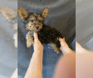 Yorkshire Terrier Puppy for sale in AMSTERDAM, MO, USA