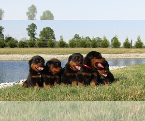 Rottweiler Puppy for sale in SPENCERVILLE, IN, USA