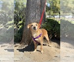 Small Chihuahua Mix