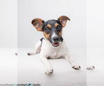 Small Jack Russell Terrier Mix