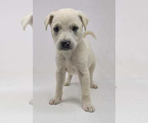 Medium Photo #4 Labrador Retriever-Unknown Mix Puppy For Sale in Brewster, NY, USA